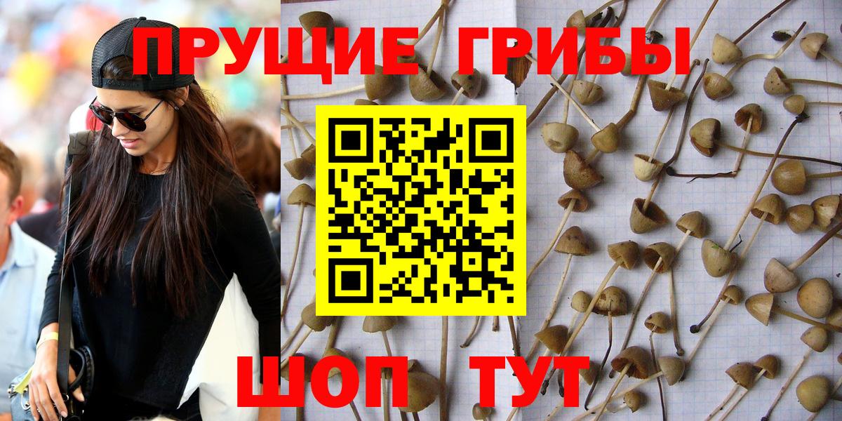 Галлюциногенные грибы прущие грибы  Псилоцибиновые грибы Psilocybe  где можно купить   Шадринск  Вход с VPN 